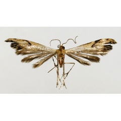 /filer/webapps/moths/media/images/A/agassizi_Crassuncus_HT_BMNH.jpg