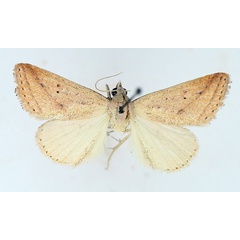 /filer/webapps/moths/media/images/S/silona_Phytometra_AM_TMSA.jpg