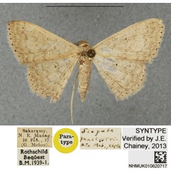 /filer/webapps/moths/media/images/E/eucentra_Scopula_STF_BMNHa.jpg