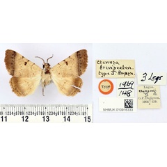 /filer/webapps/moths/media/images/B/brevipecten_Ctenusa_HT_BMNH.jpg