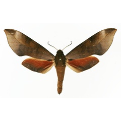 /filer/webapps/moths/media/images/M/mpassa_Phylloxiphia_AF_Basquin.jpg