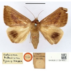 /filer/webapps/moths/media/images/T/teterrima_Ophisma_HT_BMNH.jpg