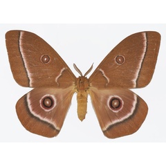 /filer/webapps/moths/media/images/G/gabonica_Bunaeopsis_AM_Basquina.jpg