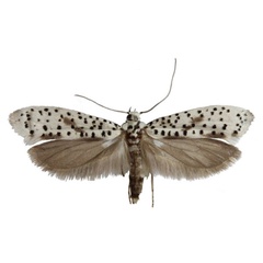 /filer/webapps/moths/media/images/A/africanus_Yponomeuta_AF_Agassiz.jpg