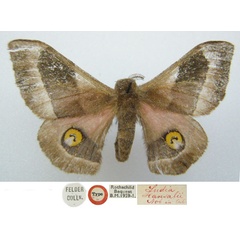 /filer/webapps/moths/media/images/H/hansalii_Ludia_HT_NHMUKa.jpg