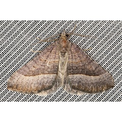 /filer/webapps/moths/media/images/N/nictitaria_Scotopteryx_AM_Heyns.jpg