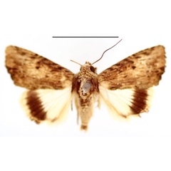 /filer/webapps/moths/media/images/S/striata_Metoponrhis_AM_BMNH.jpg
