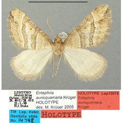 /filer/webapps/moths/media/images/A/aurisquamaria_Entephria_HT_TMSA.jpg