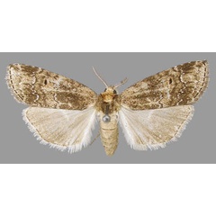 /filer/webapps/moths/media/images/D/dasychira_Phycitimorpha_AF_RMCA.jpg