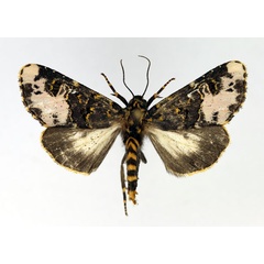 /filer/webapps/moths/media/images/F/florifera_Polytelodes_AM_Aulombard.jpg