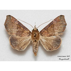 /filer/webapps/moths/media/images/P/pectinicornis_Euheterospila_AF_Vingerhoedt.jpg