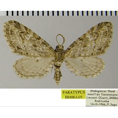 /filer/webapps/moths/media/images/E/ericeti_Eupithecia_PTF_ZSM_02.jpg