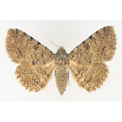/filer/webapps/moths/media/images/U/umbricola_Polydesma_AF_TMSA_02.jpg