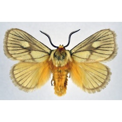 /filer/webapps/moths/media/images/P/polana_Cosuma_AM_NHMO.jpg