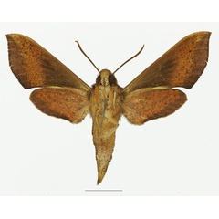 /filer/webapps/moths/media/images/G/griveaudi_Hippotion_AF_Basquinb.jpg
