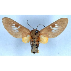 /filer/webapps/moths/media/images/E/elegans_Balacra_HT_SNHM_01.jpg