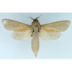 /filer/webapps/moths/media/images/I/irrorata_Phragmataecia_AF_TMSA.jpg