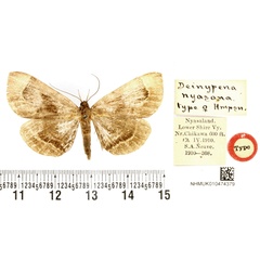 /filer/webapps/moths/media/images/N/nyasana_Deinypena_HT_BMNH.jpg