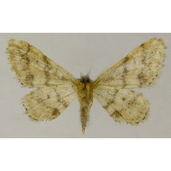 /filer/webapps/moths/media/images/M/malescripta_Idaea_AF_ZSMb.jpg