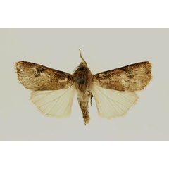 /filer/webapps/moths/media/images/E/edentifera_Agrotis_AM_RMCA.jpg