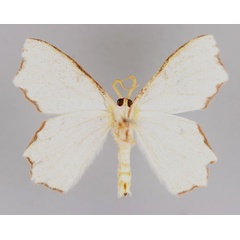 /filer/webapps/moths/media/images/A/angulosa_Xenochroma_HT_ZSM_02.jpg
