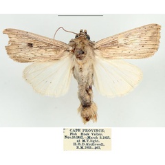 /filer/webapps/moths/media/images/J/joannisi_Leucania_AM_BMNH_01.jpg