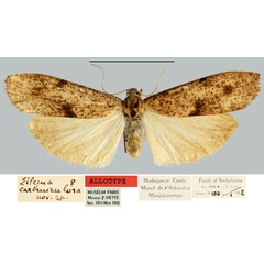 /filer/webapps/moths/media/images/C/carbunculosa_Eilema_AT_MNHN.jpg