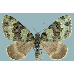 /filer/webapps/moths/media/images/D/dryas_Piercia_AF_ZSM.jpg
