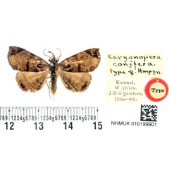 /filer/webapps/moths/media/images/C/conifera_Caryonopera_HT_BMNH.jpg