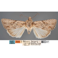 /filer/webapps/moths/media/images/N/nigricincta_Xylomania_HT_MfNa.jpg