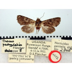 /filer/webapps/moths/media/images/P/pachydetis_Procus_HT_BMNH.jpg