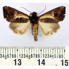 /filer/webapps/moths/media/images/B/biarcuata_Aspidifrontia_AF_BMNH.jpg