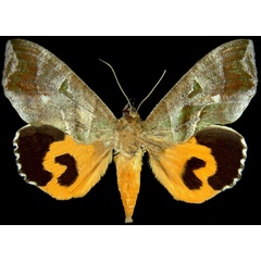 /filer/webapps/moths/media/images/P/phalonia_Eudocima_AF_Brou.jpg