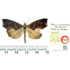 /filer/webapps/moths/media/images/M/megista_Plusiodonta_HT_BMNH.jpg