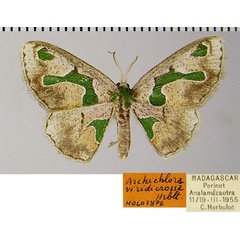 /filer/webapps/moths/media/images/V/viridicrossa_Archichlora_HT_ZSMa.jpg