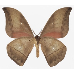 /filer/webapps/moths/media/images/A/ansorgei_Lobobunaea_AM_Basquinb.jpg