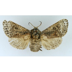 /filer/webapps/moths/media/images/T/terebroides_Brachylia_AF_TMSA.jpg