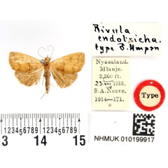/filer/webapps/moths/media/images/E/endotricha_Rivula_HT_BMNH.jpg