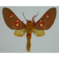 /filer/webapps/moths/media/images/D/decora_Balacra_ST_BMNH_01.jpg