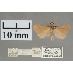 /filer/webapps/moths/media/images/R/rubritinctalis_Pionea_PT_OUMNH_02.jpg