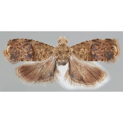 /filer/webapps/moths/media/images/L/lecaniodiscana_Eucosmocydia_HT_USNM.jpg
