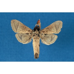 /filer/webapps/moths/media/images/O/otfriedi_Haberlandia_HT_RMCA.jpg
