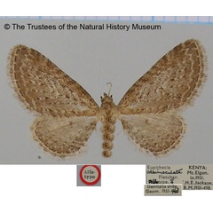/filer/webapps/moths/media/images/A/albimaculata_Eupithecia_AT_BMNH.jpg