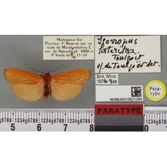 /filer/webapps/moths/media/images/L/lateritea_Isorropus_PTM_BMNH_01a.jpg