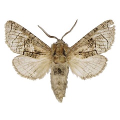 /filer/webapps/moths/media/images/M/maputo_Brachylichia_HT_ANHRT.jpg
