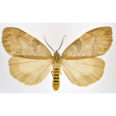 /filer/webapps/moths/media/images/N/nebulosa_Agaltara_AF_NHMO.jpg