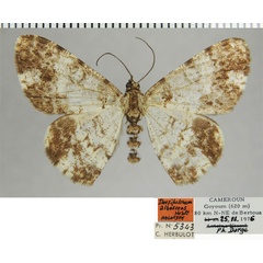 /filer/webapps/moths/media/images/A/albescens_Dorsifulcrum_HT_ZSMa.jpg