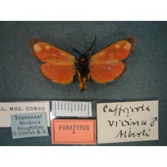 /filer/webapps/moths/media/images/V/vicina_Caffricola_PT_RMCA_02.jpg