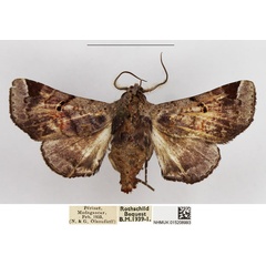 /filer/webapps/moths/media/images/O/occidentalis_Eutelia_AM_NHMUK_01.jpg