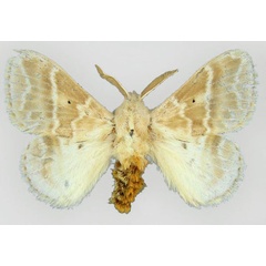 /filer/webapps/moths/media/images/A/aphrasta_Eucraera_HT_BMNH_01.jpg